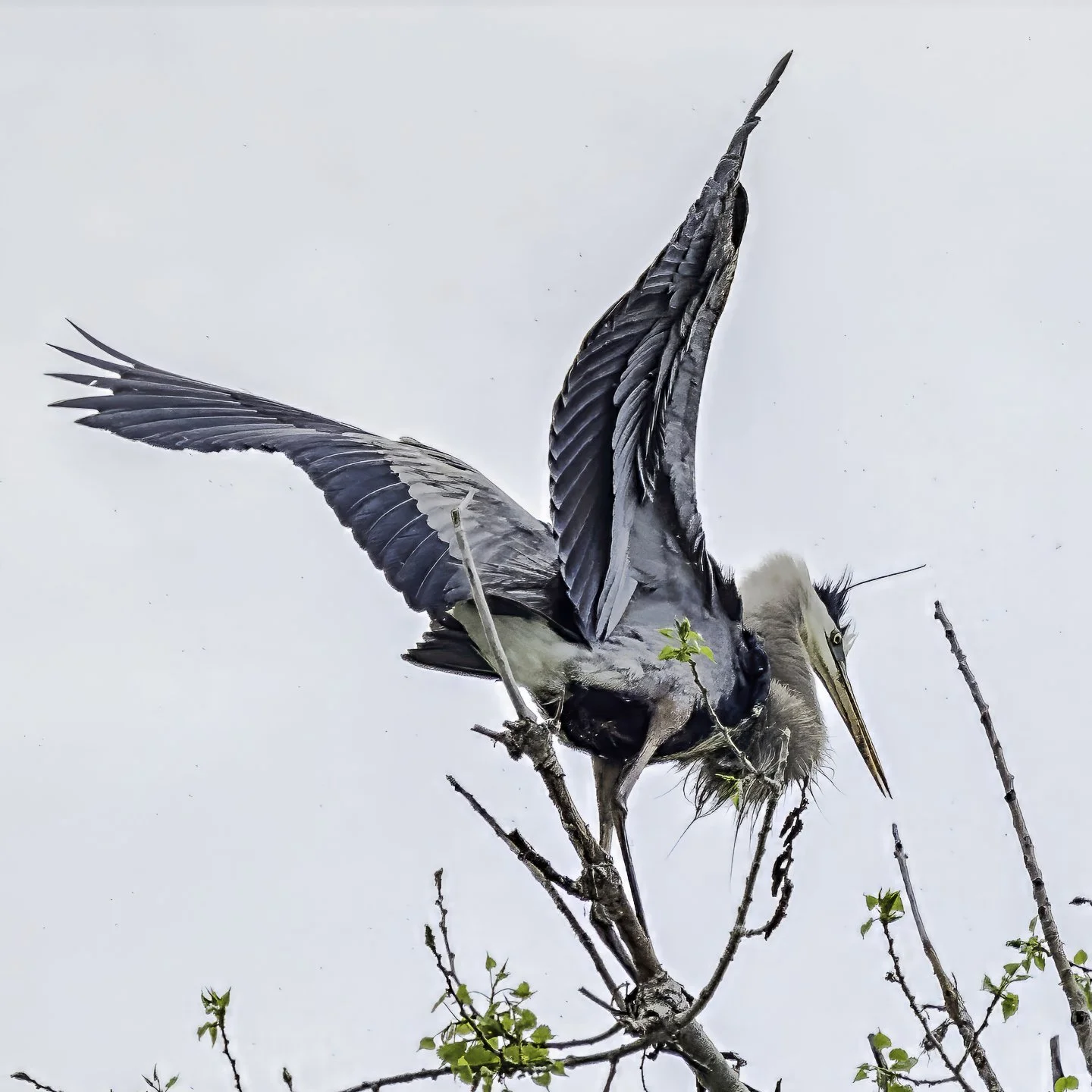 Great Blue Heron, Fort Collins (2024)