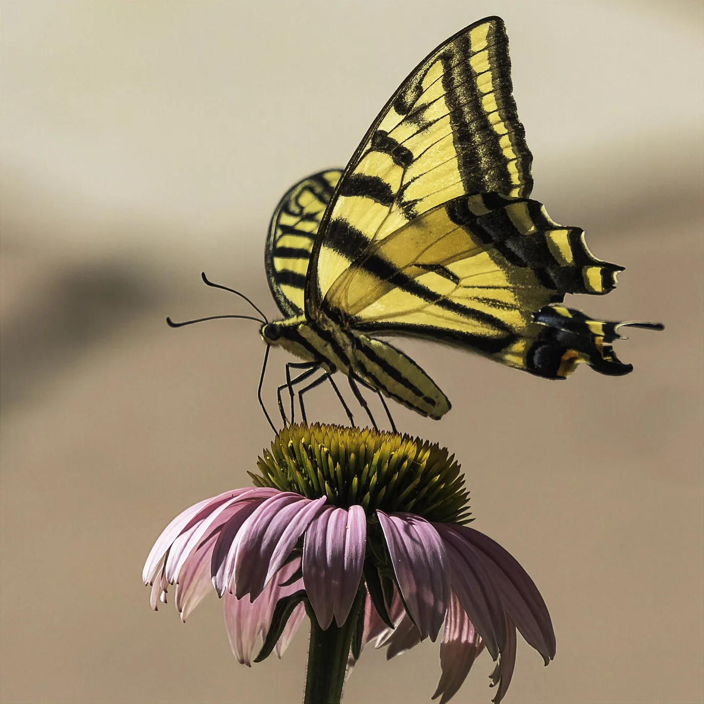 WTigerSwallowtail_7170024-topaz-wonder.jpg