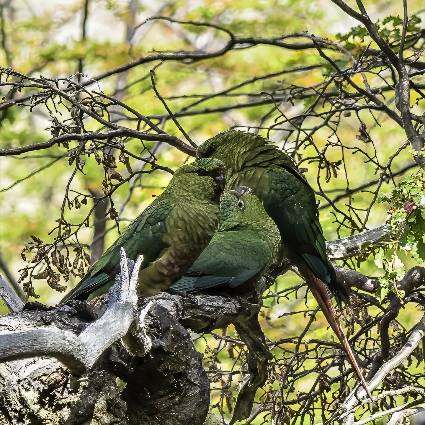 Austral parakeets, Laguna de Los Tres Trail, Los Glaciares National Park, Argentina