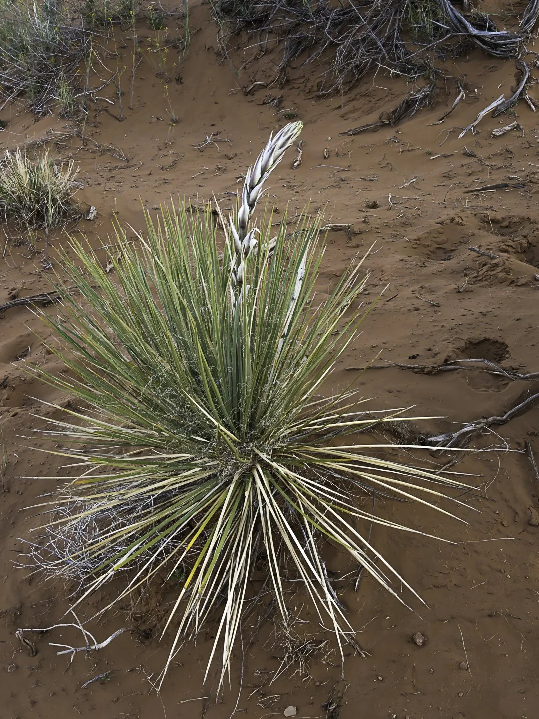 Narrow-Leaf Yucca