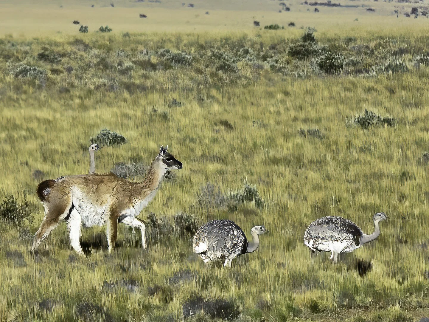 Guanaco and Darwin's Rheas, Chile