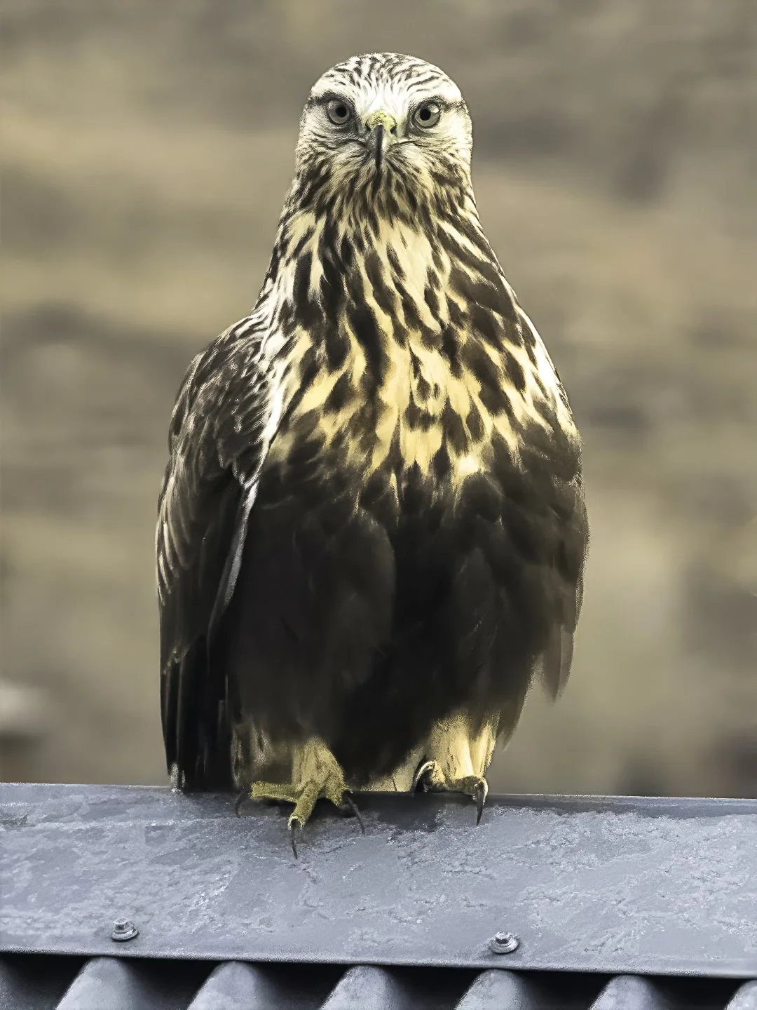 Rough-legged Hawk, Crested Butte (2025)