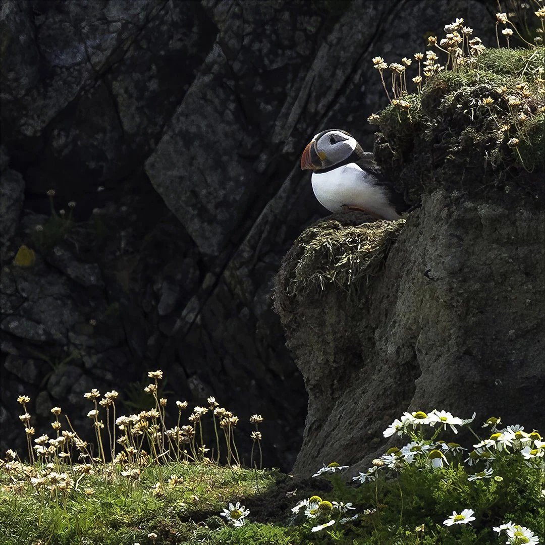 Puffin at Sumburgh Head