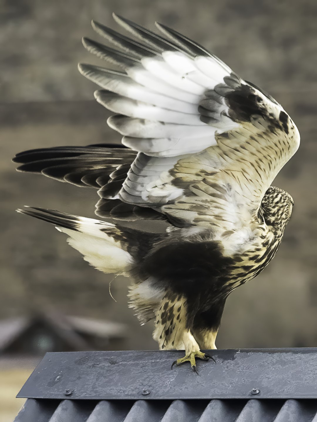 Rough-legged Hawk, Crested Butte (2025)