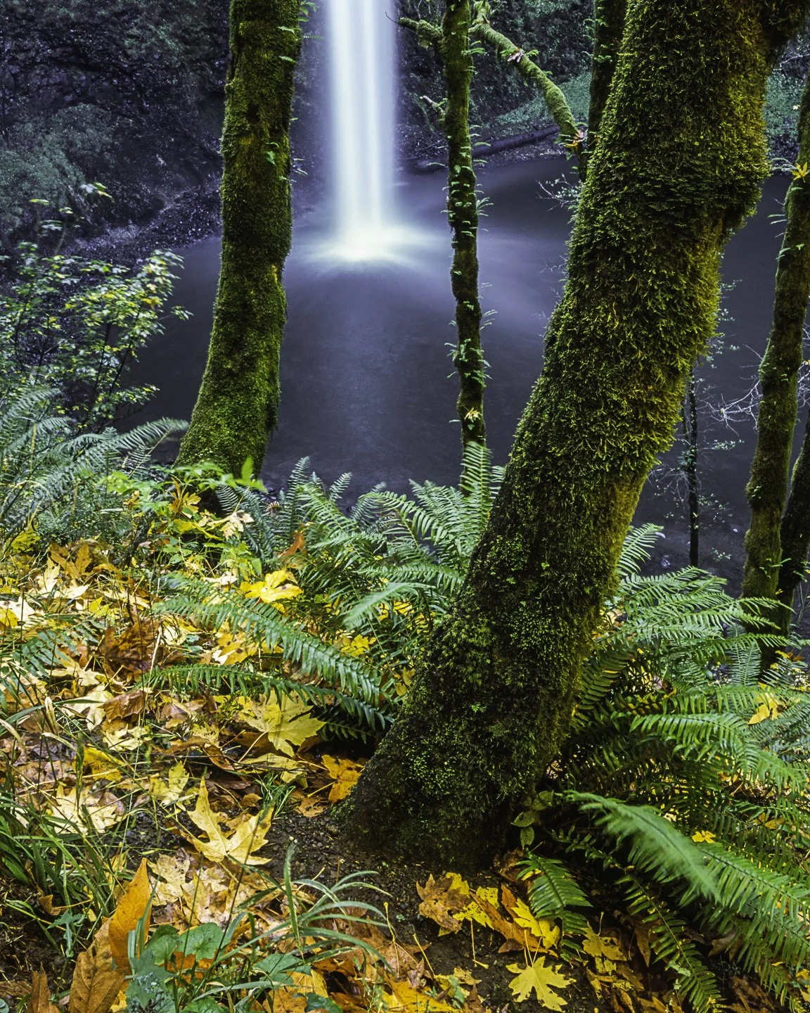 South Falls, Silver Falls State Park (2000)
