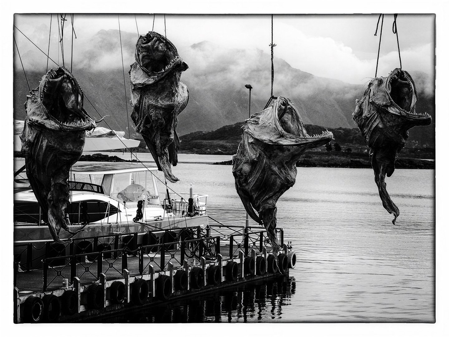 Dried cod, Leknes harbor