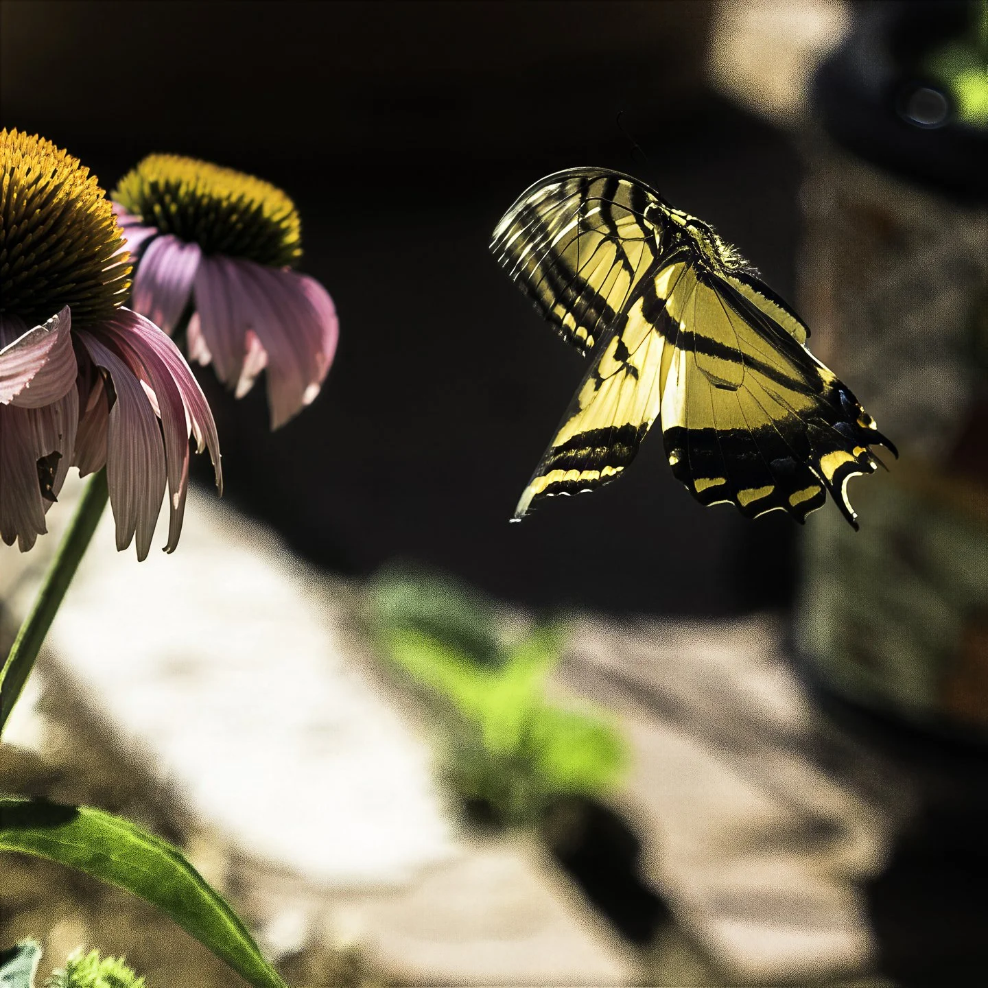 WTigerSwallowtail_7170047-topaz-focus-wonder.jpg