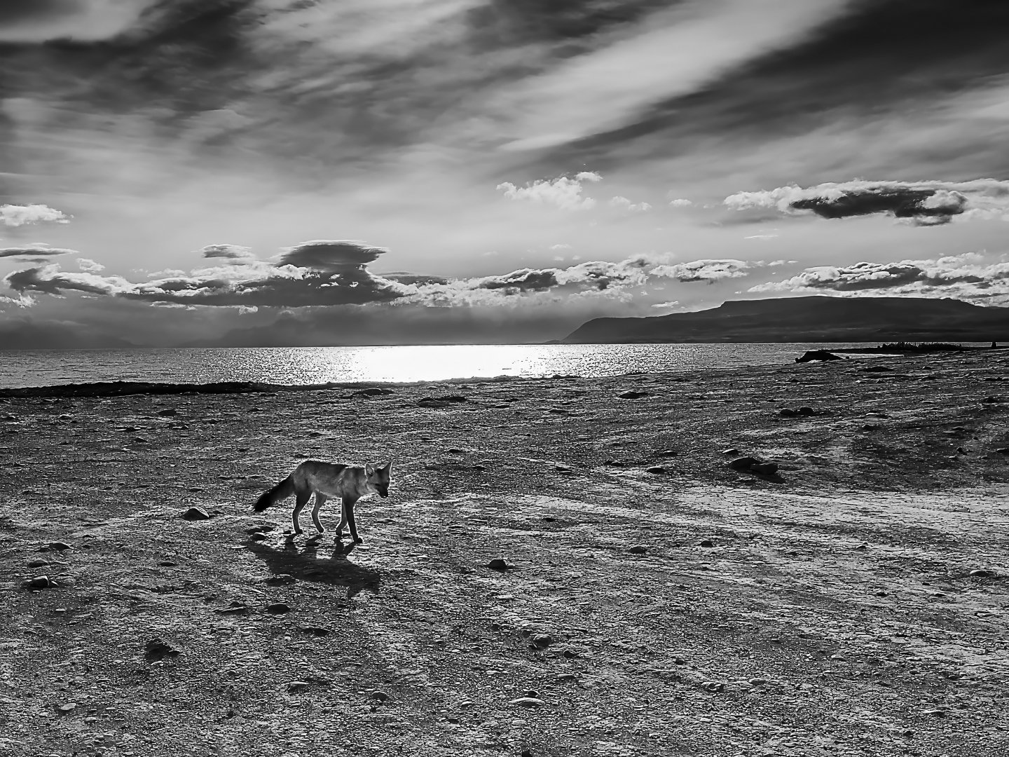 Patagonian Fox near Lake Viedma, Argentina