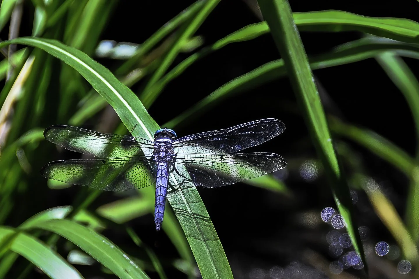 Dragonfly (2010)