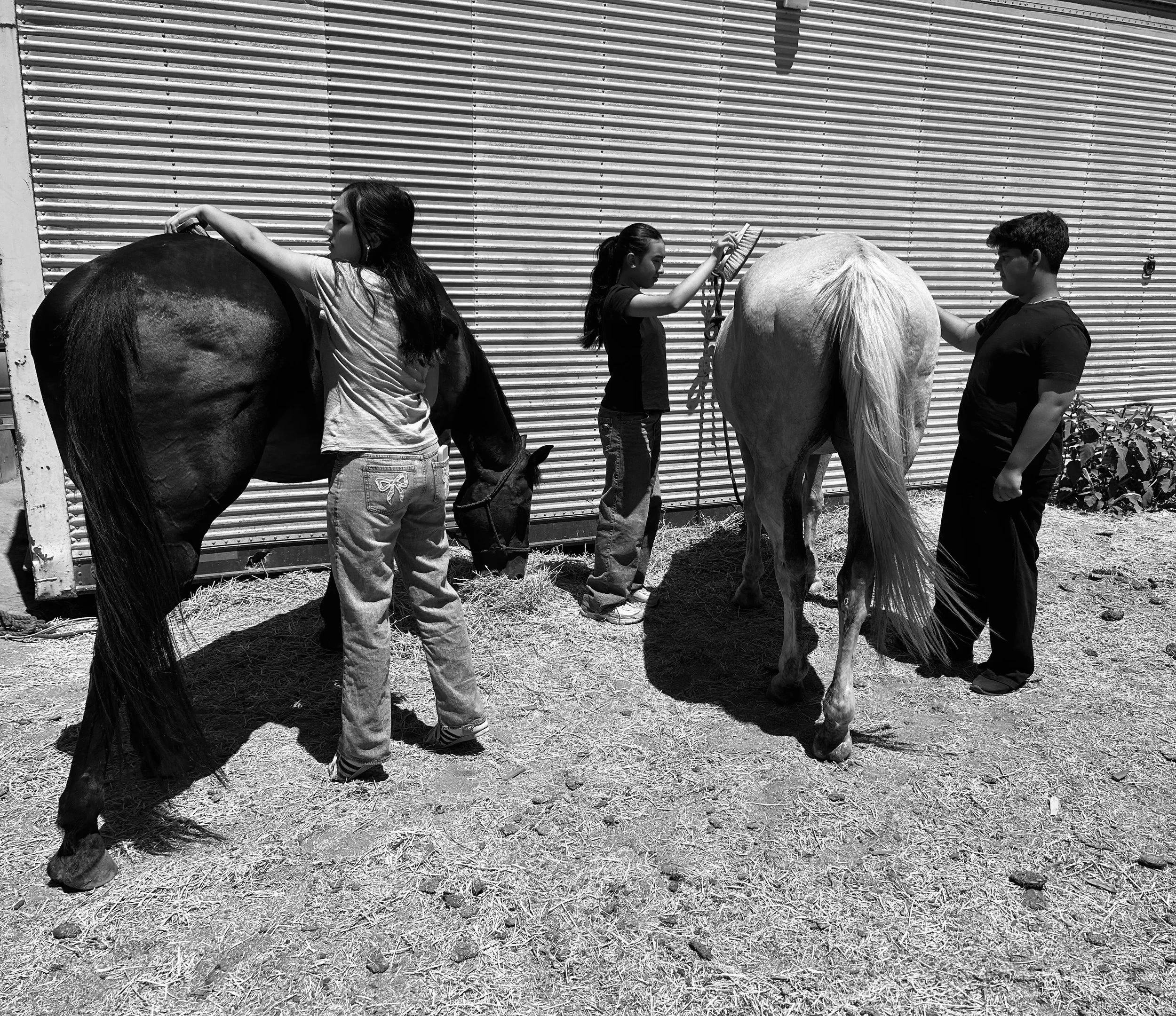 Family Horse Experience