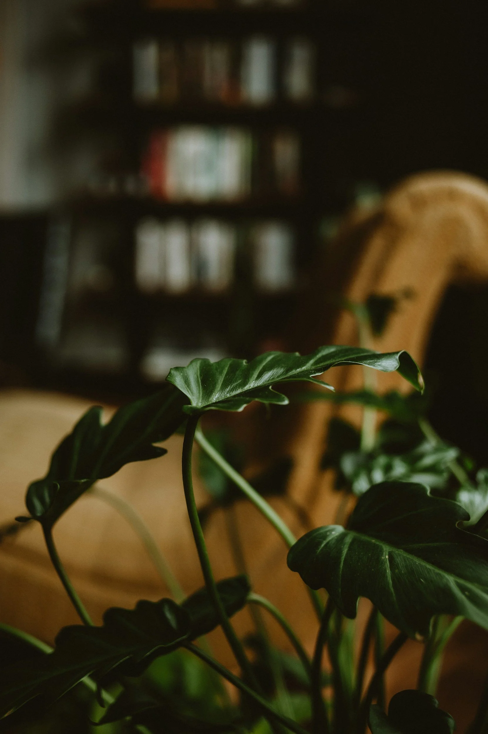 Close-up of green leaves of a potted plant with dark green, glossy, cut leaves. The background includes a blurry wooden chair and shelves with books in a room with warm lighting.