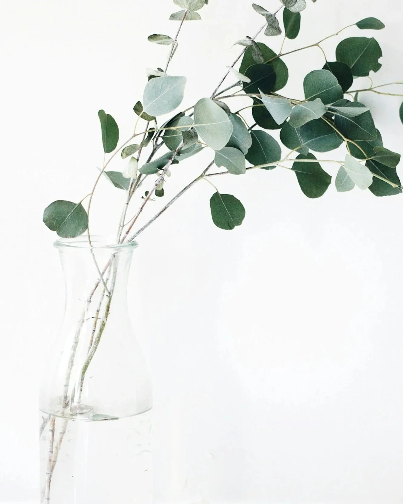 A clear glass vase with eucalyptus branches and leaves against a plain light background.