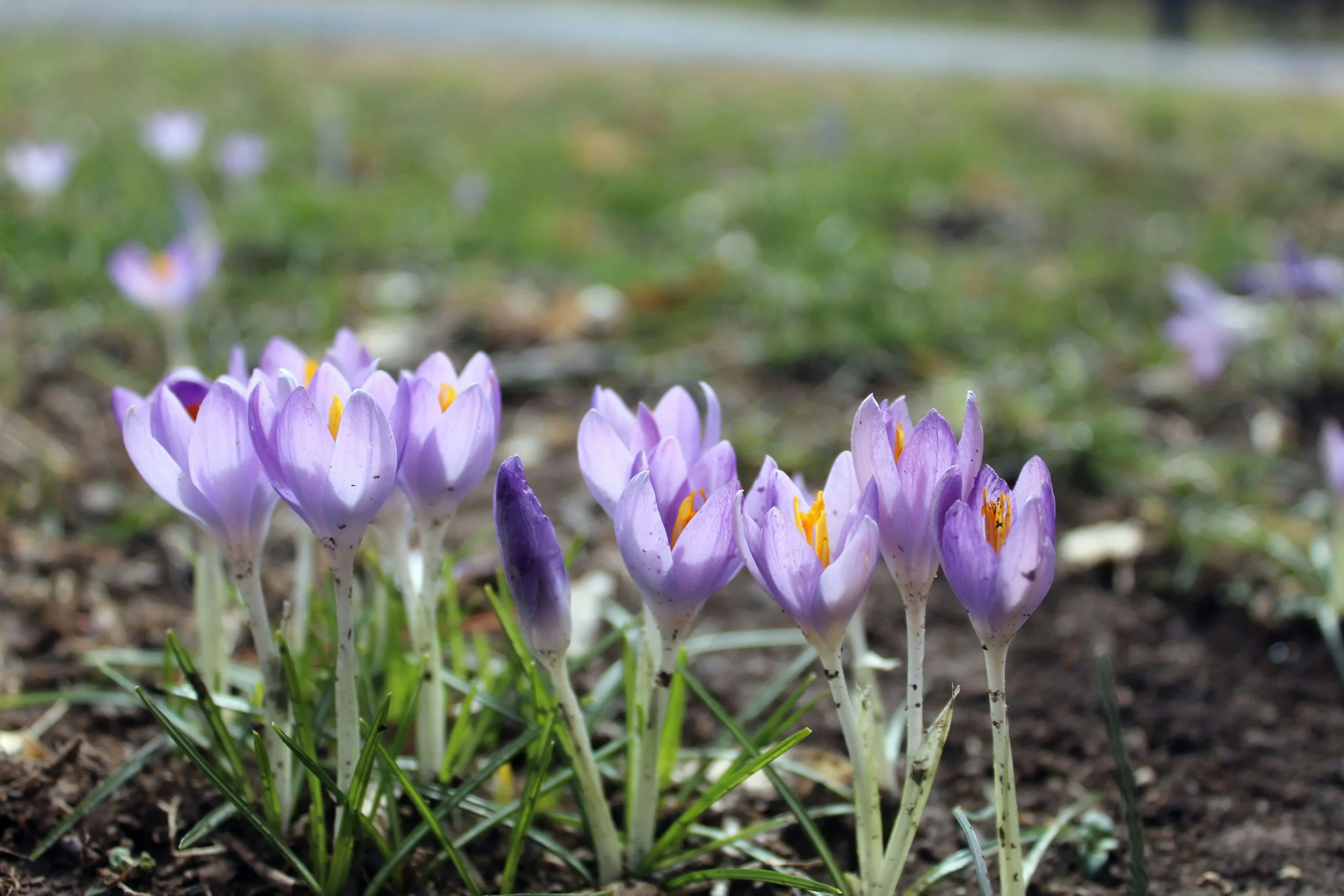 Close-up of purple crocus flowers blooming in early spring, growing in soil with some grass at the base.
