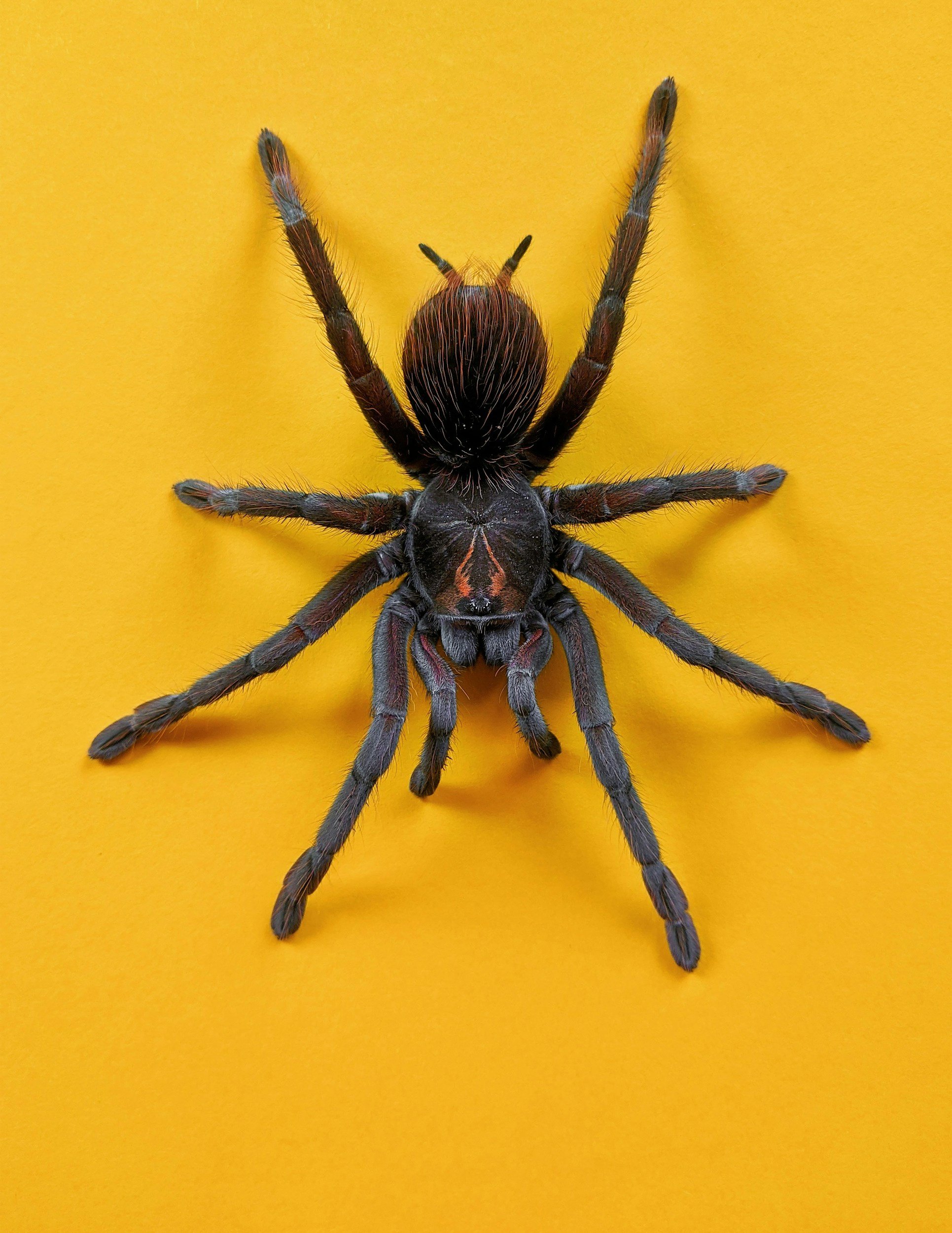 Close-up of a large black and brown spider with long legs on a bright yellow surface.