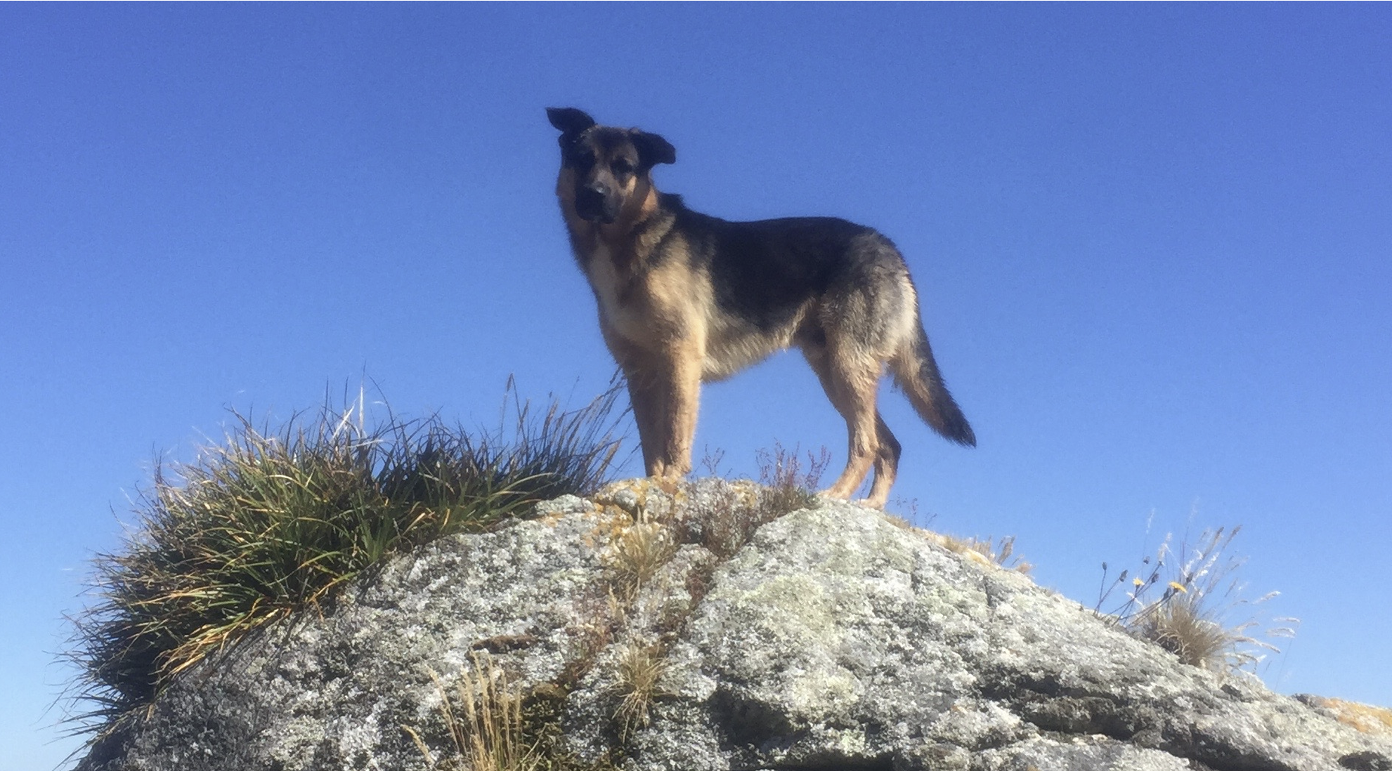 El Perro Huinca y sus Aventuras Inolvidables