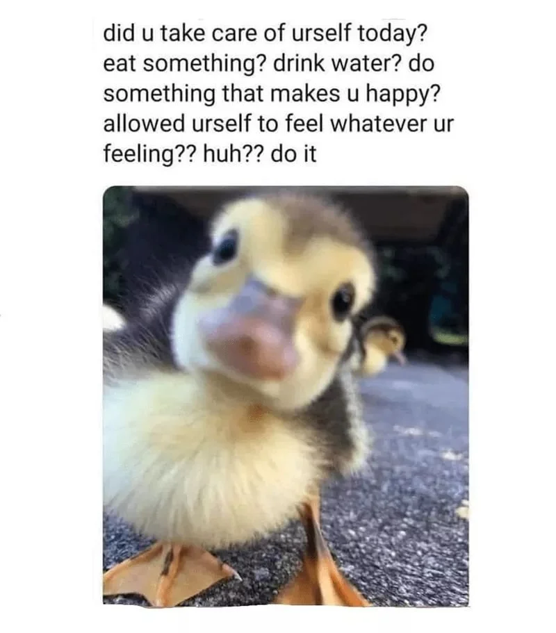 check in duckling.jpeg