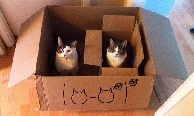 cat box set theory.jpg