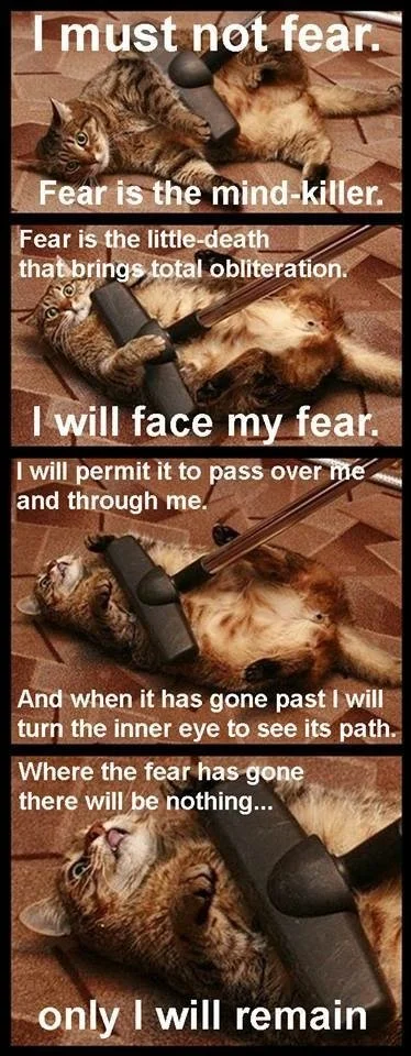 cat litany.jpg