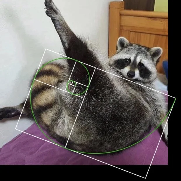 golden spiral raccoon.jpeg