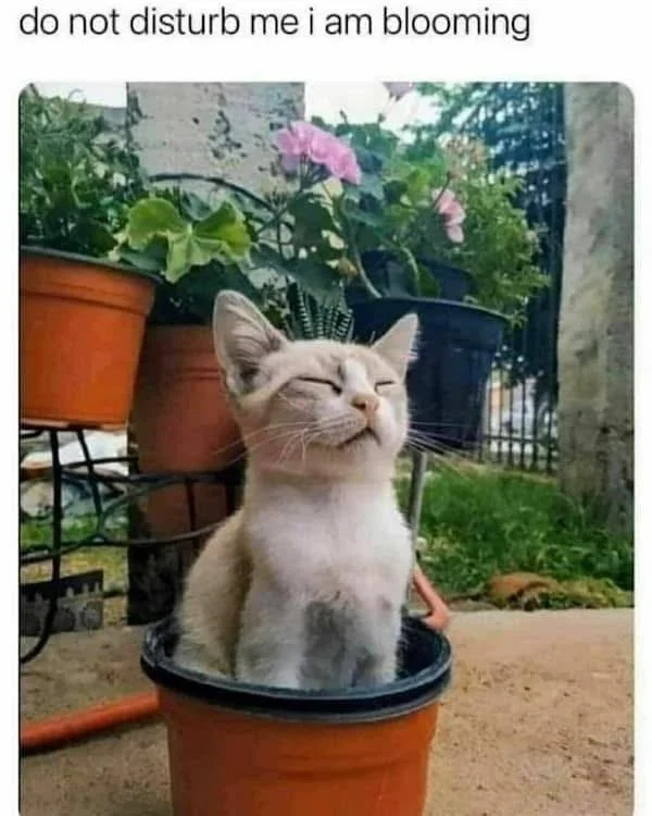 cat blooming.JPG