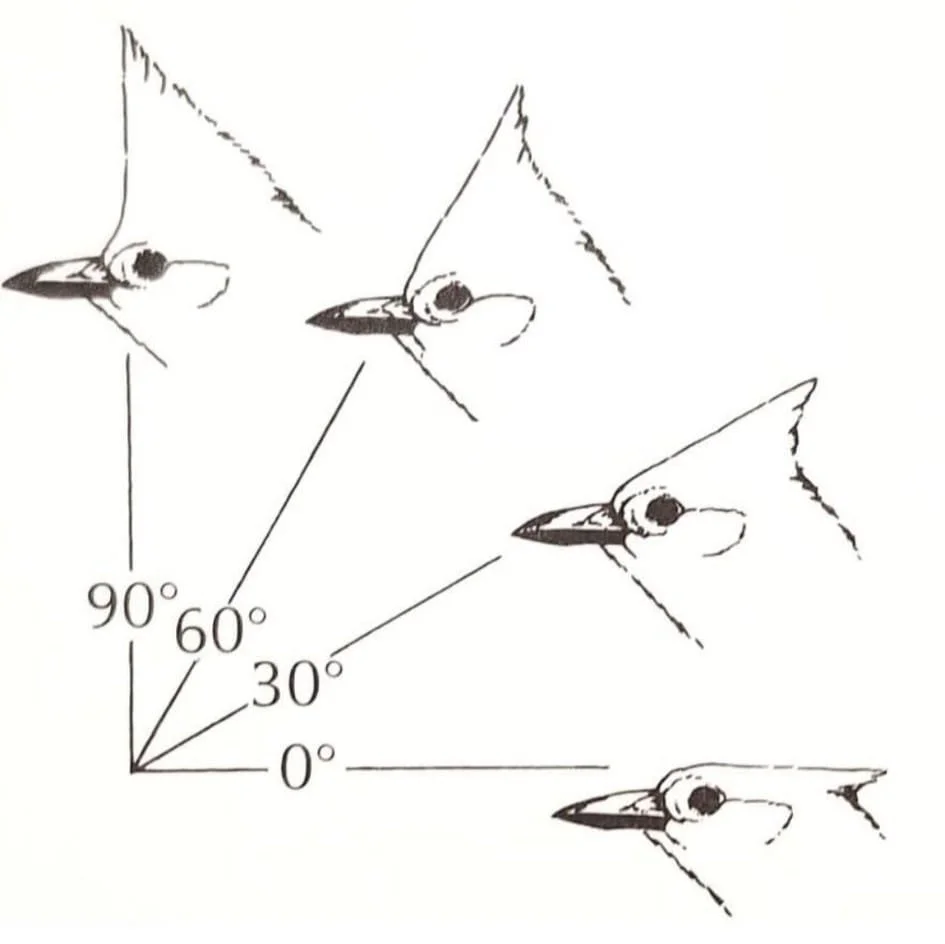 cardinal angles.jpg