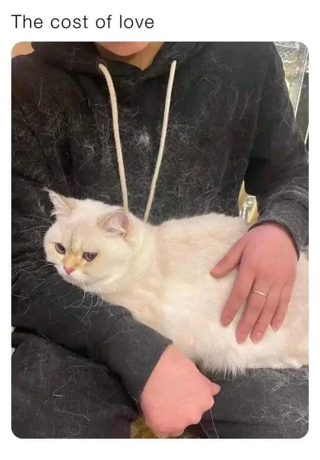 cost of love cat hair.JPG