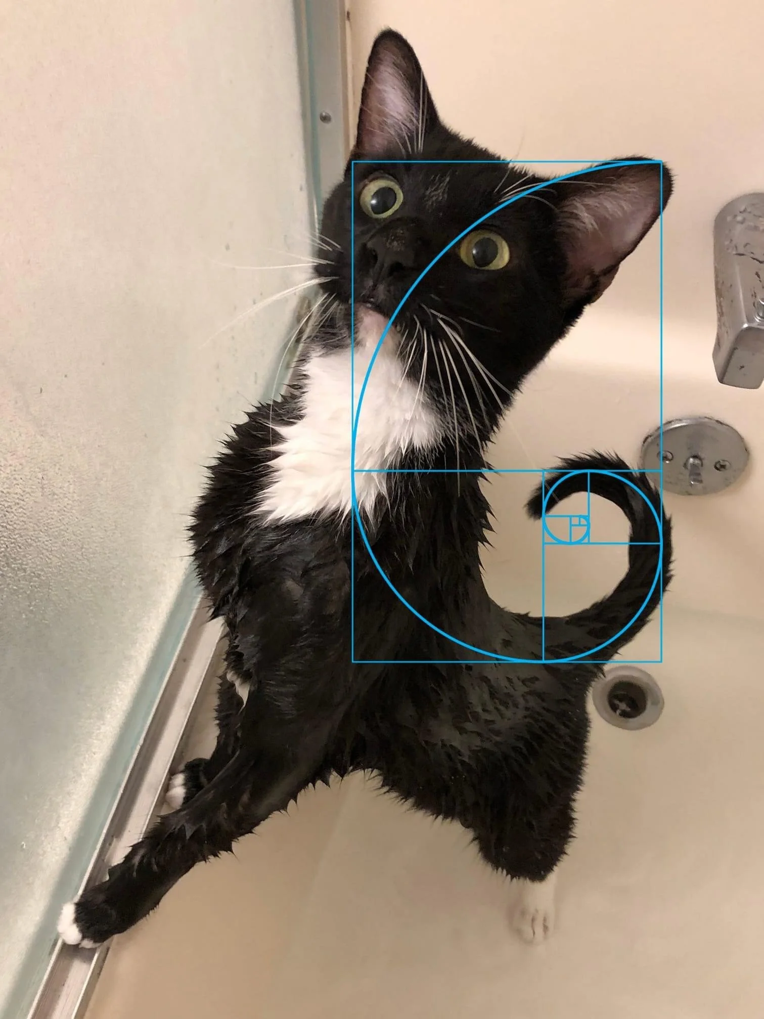 golden spiral cat.jpeg