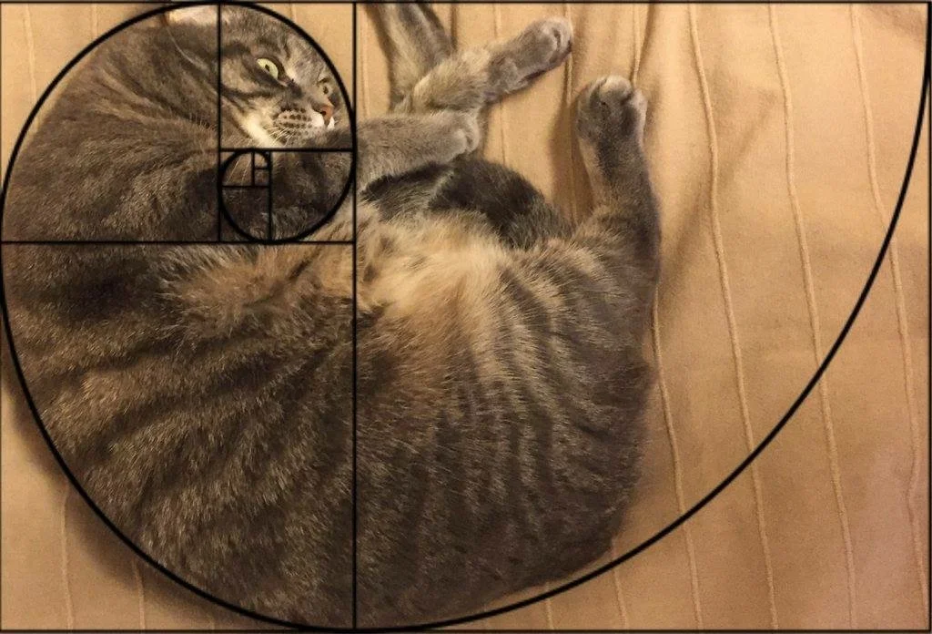 cat golden spiral.jpg