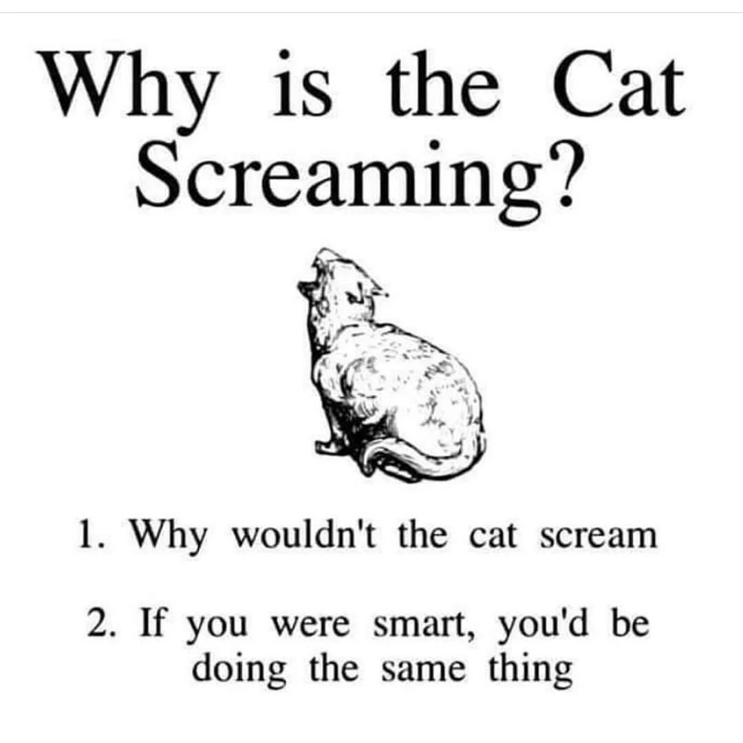 screaming cat.jpg