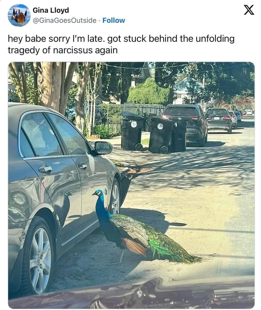 narcissus.jpg