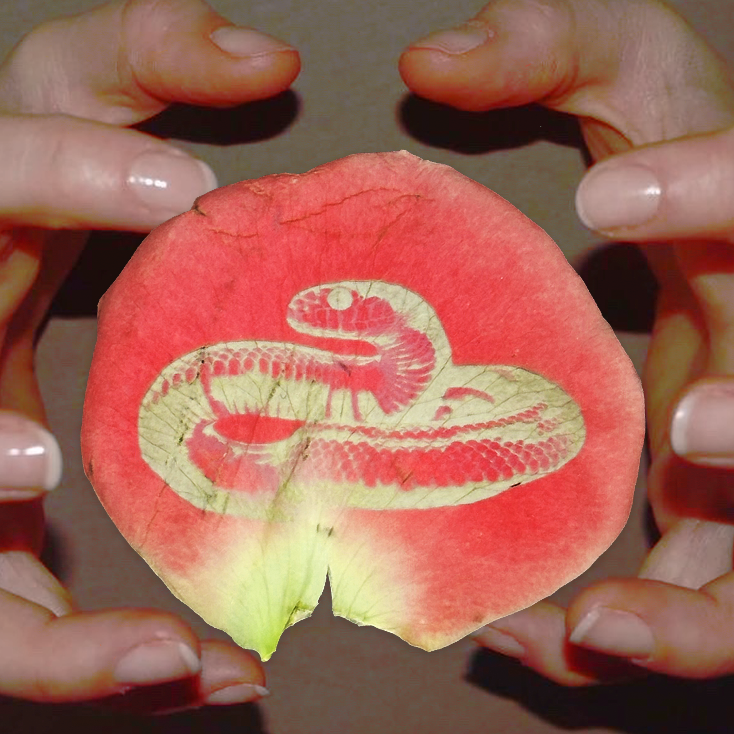 LNDSNAKE1.png