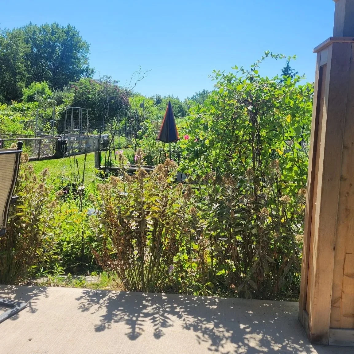Starting an Allotment Garden in Toronto: A Beginner’s Guide + Top Tips