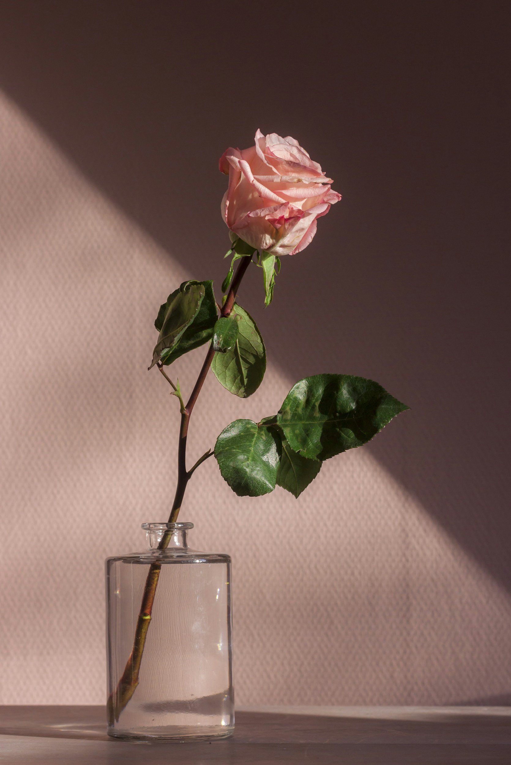 A pink rose in a clear glass vase on a wooden surface with a pink wall in the background.