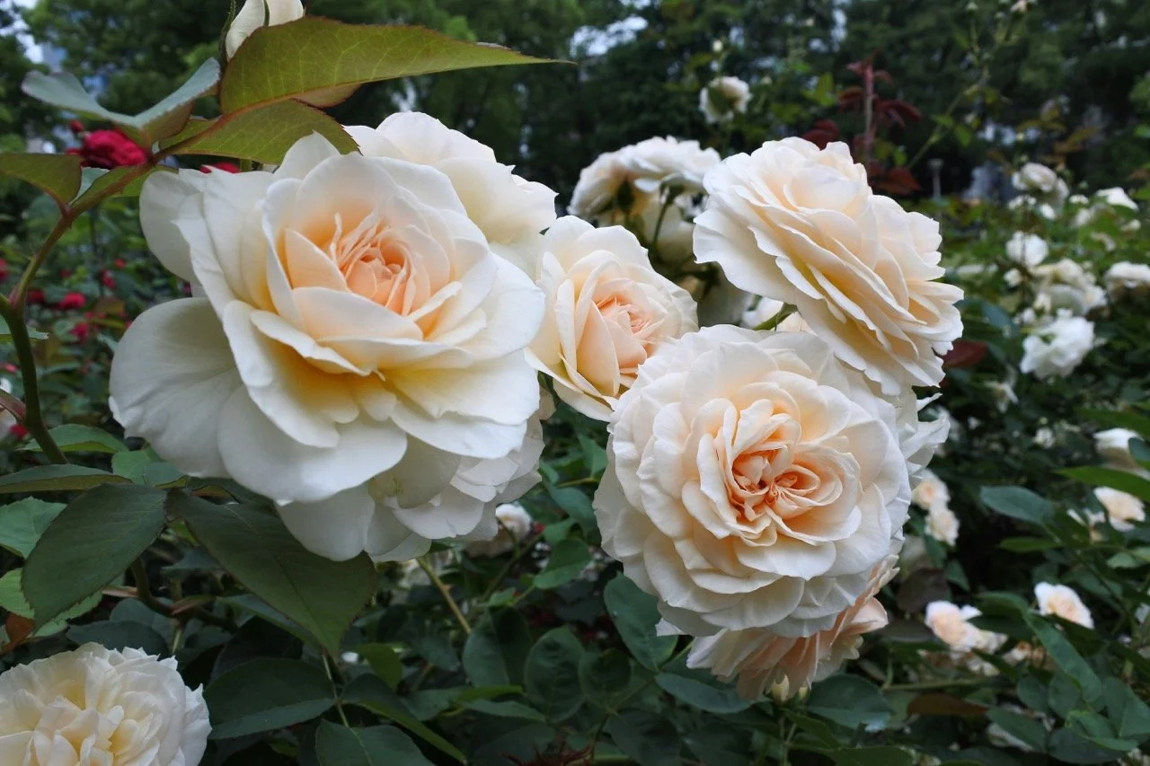 Roses Princess, Suo Oshima, Seto Nai Kai, Yamaguchi, Japan