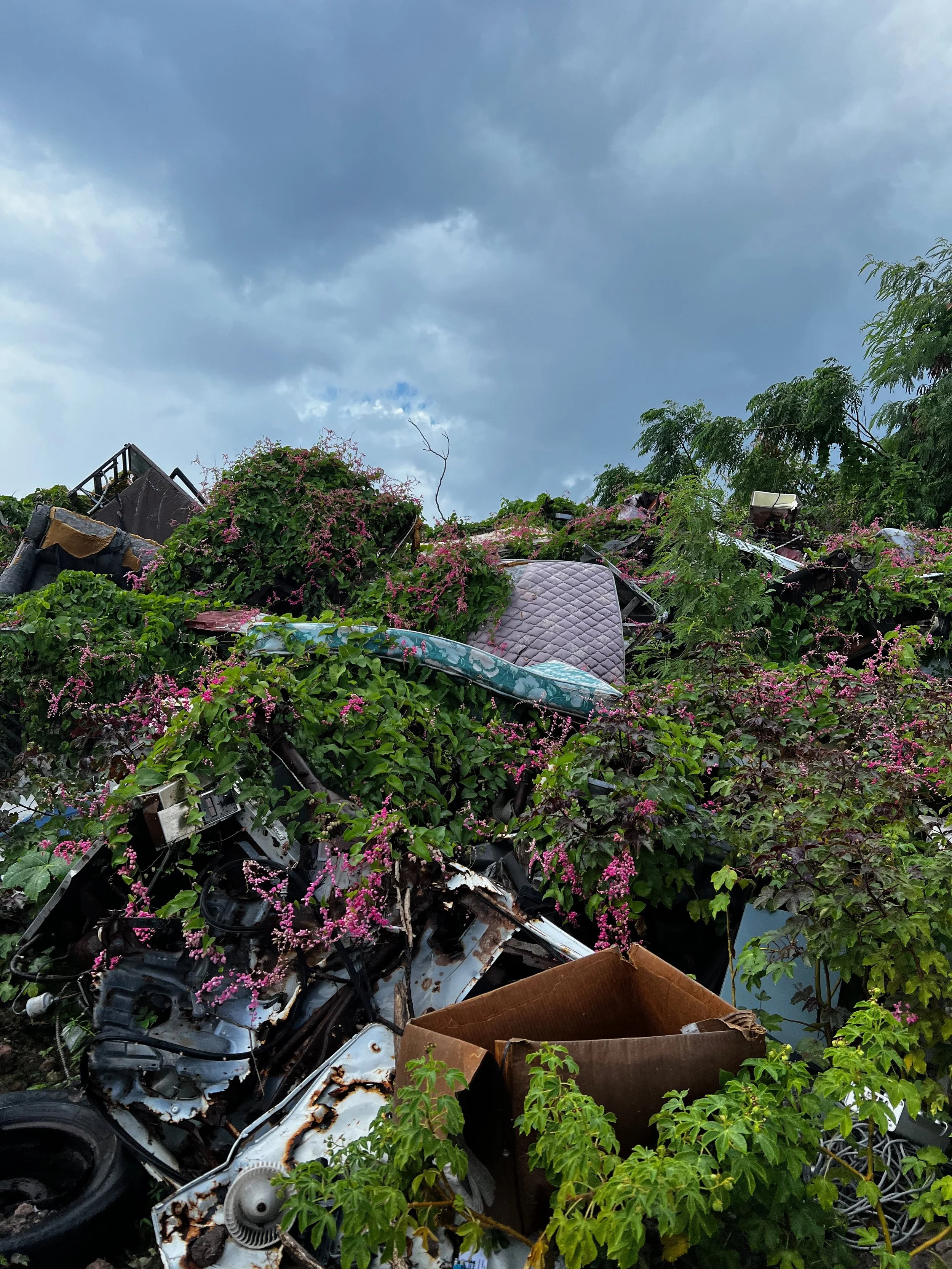 NEVIS TTRASH.jpeg