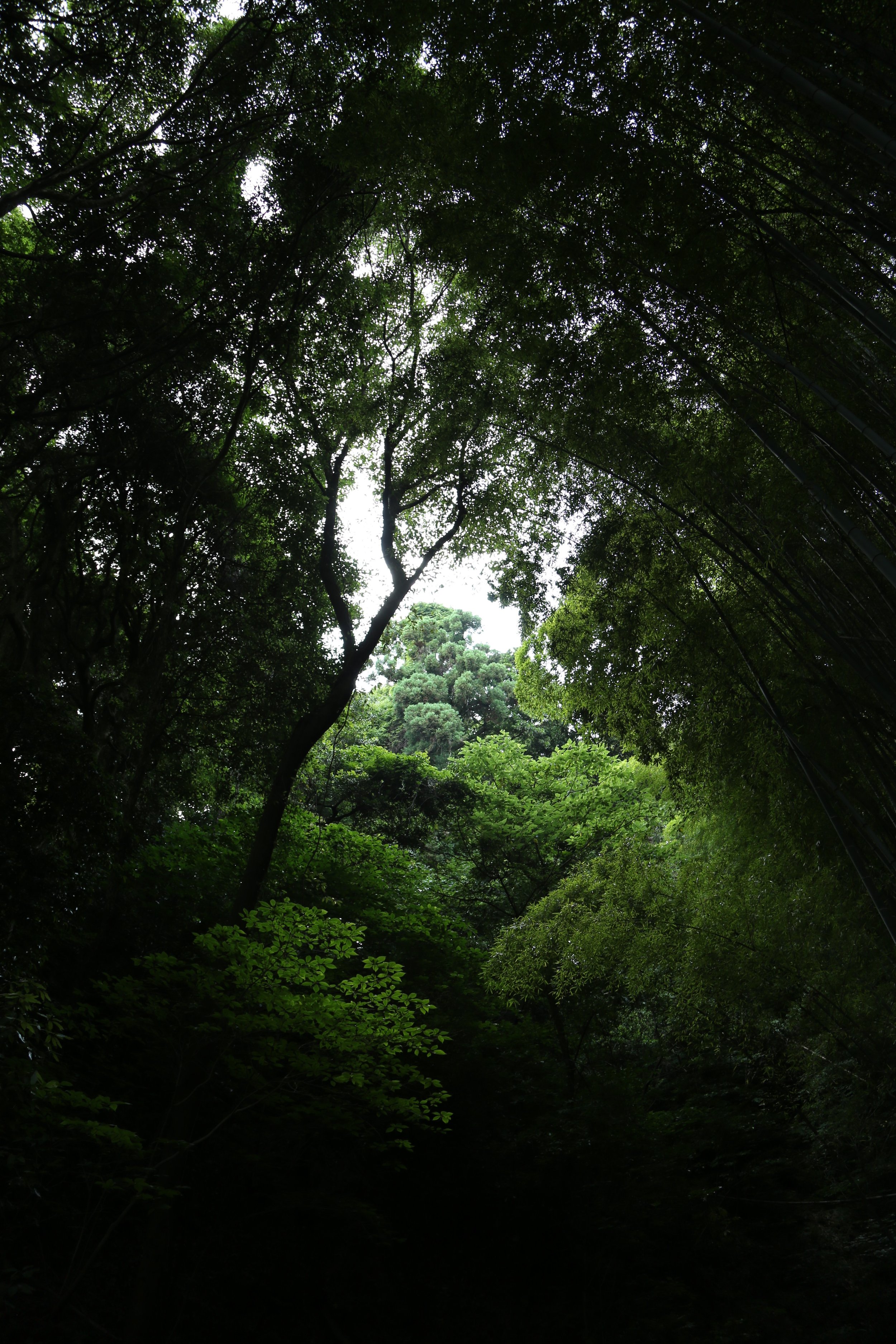 View looking up through dense green forest canopy with sunlight filtering through the leaves.
