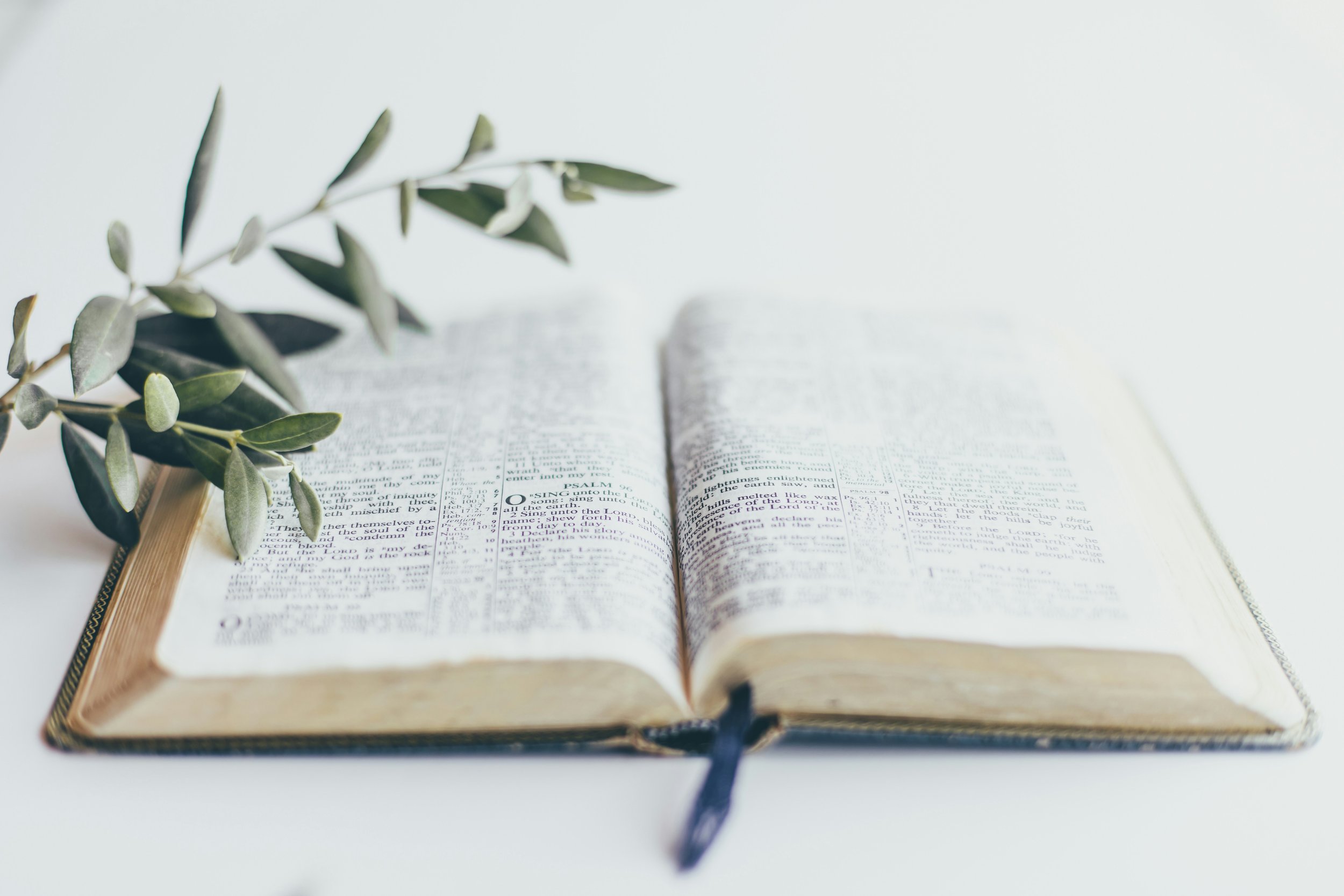 An open Bible on a white surface with a sprig of green leaves placed on the left side of the pages.