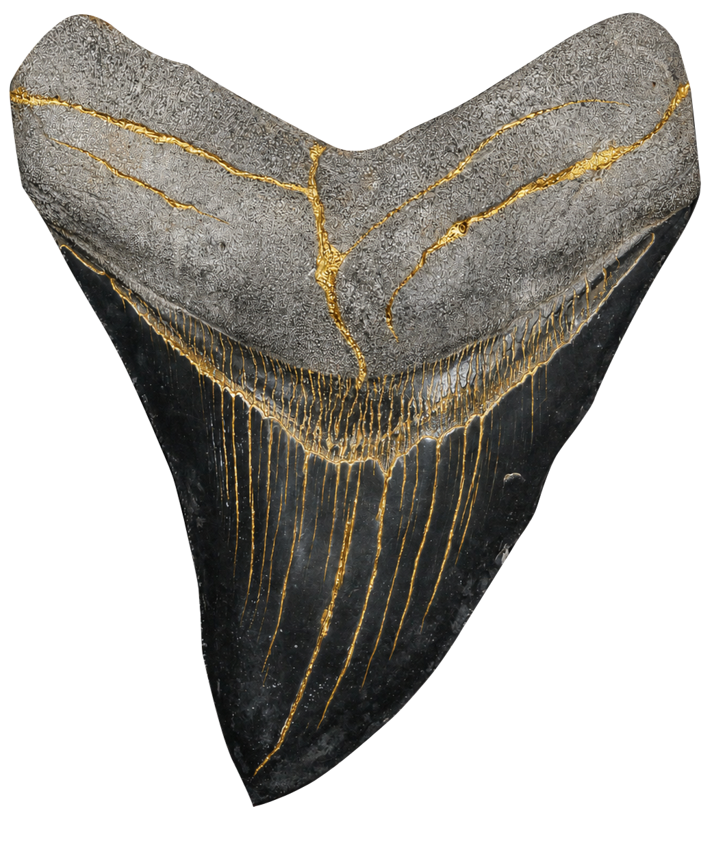 Gilded megalodon tooth fossil