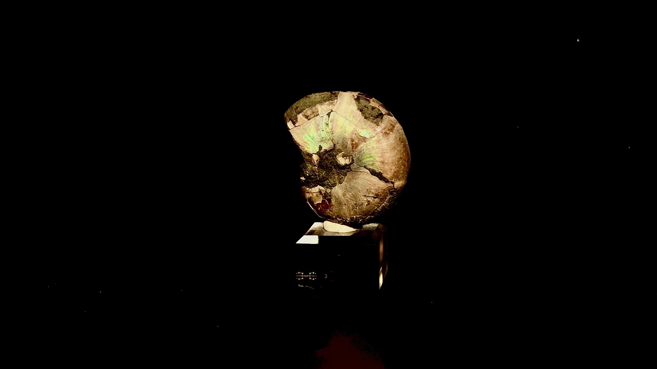 Ammonoidea 004 - Raw Form