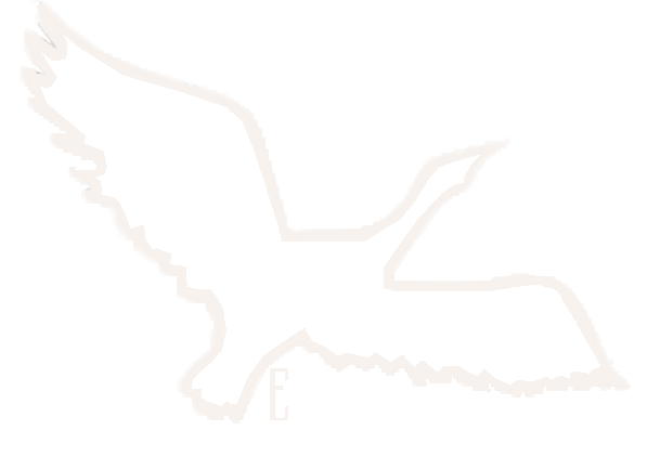 Outline of a bird in flight against a black background.