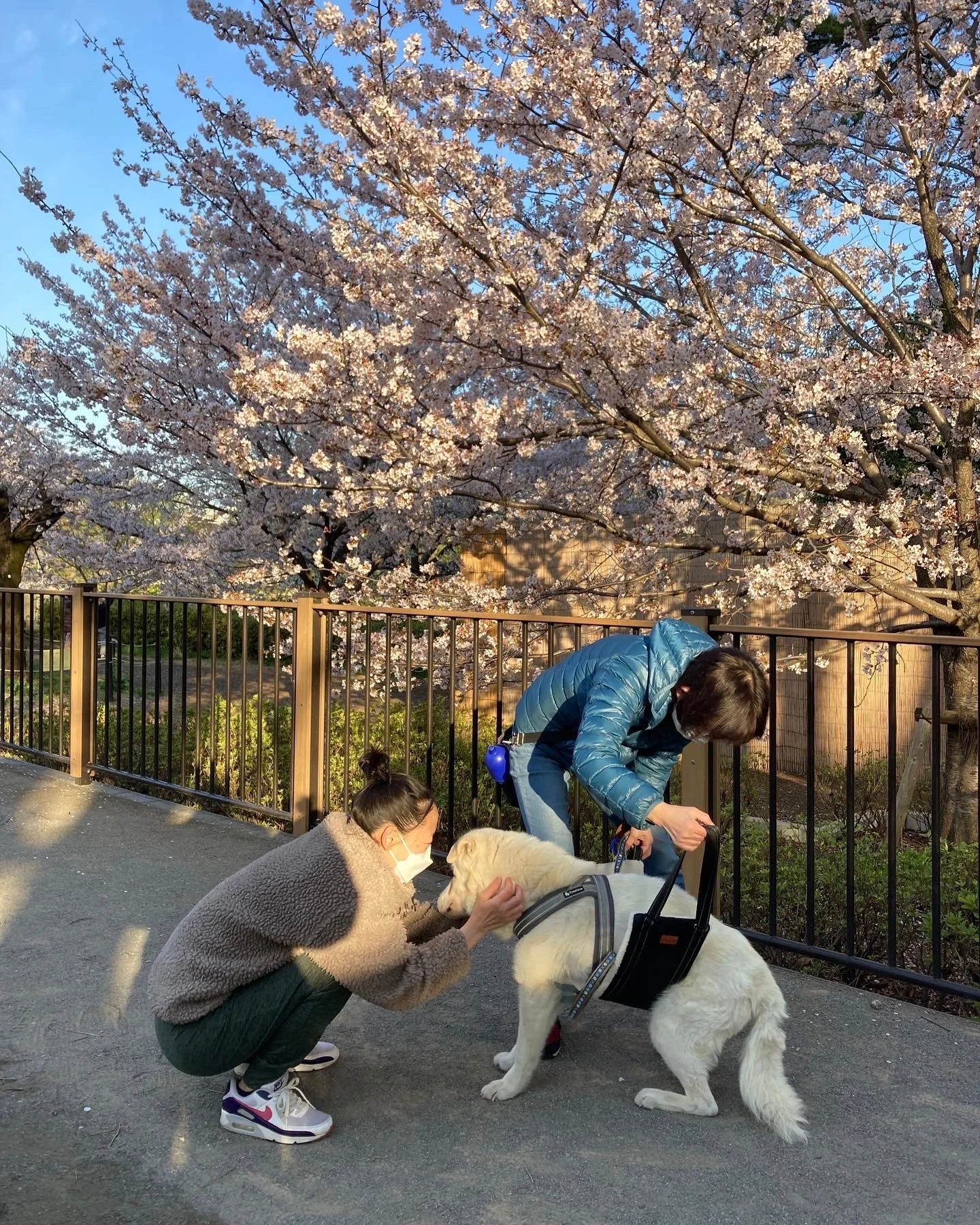 桜とジョン