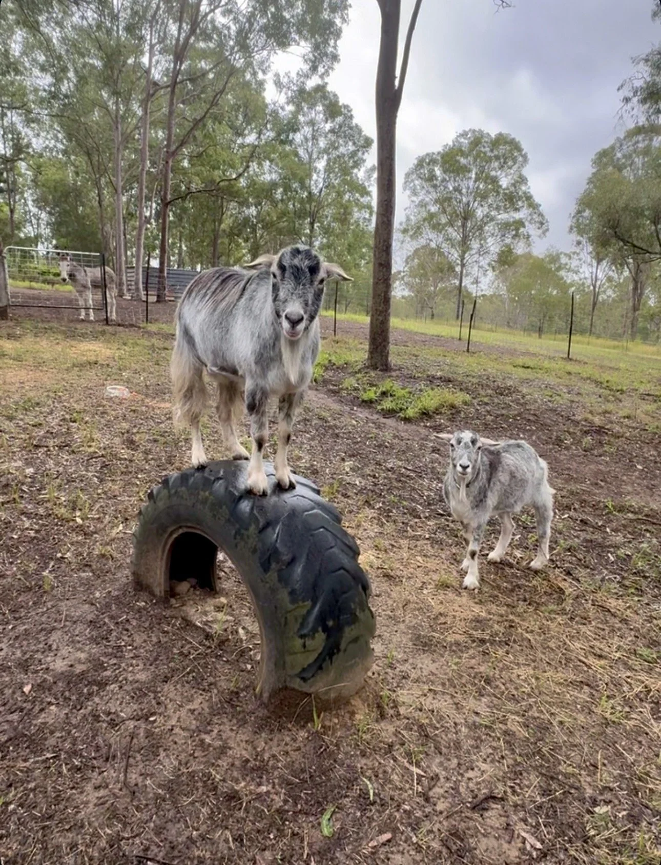 Goats in the paddock at Hope Farmstay