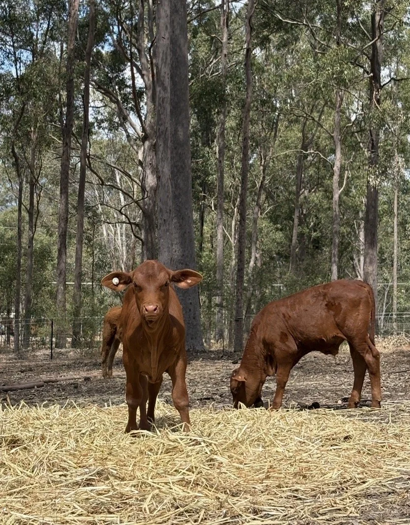Friendly farm calves eating hay during a family-friendly farmstay experience near the Scenic Rim.