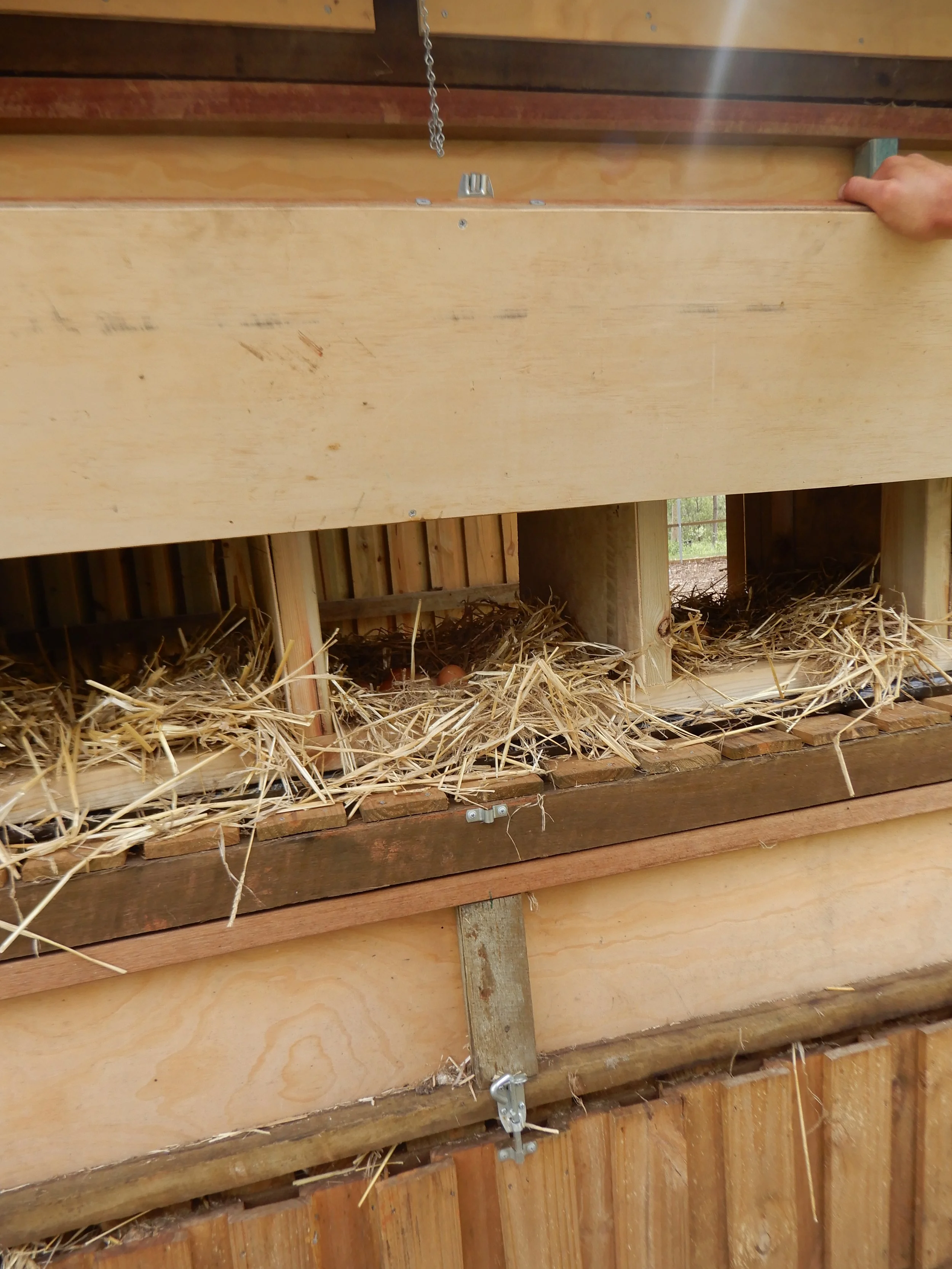 Close-up of a wooden chicken coop with straw at the bottom, and a person's hand on the top right corner holding the edge of the coop.