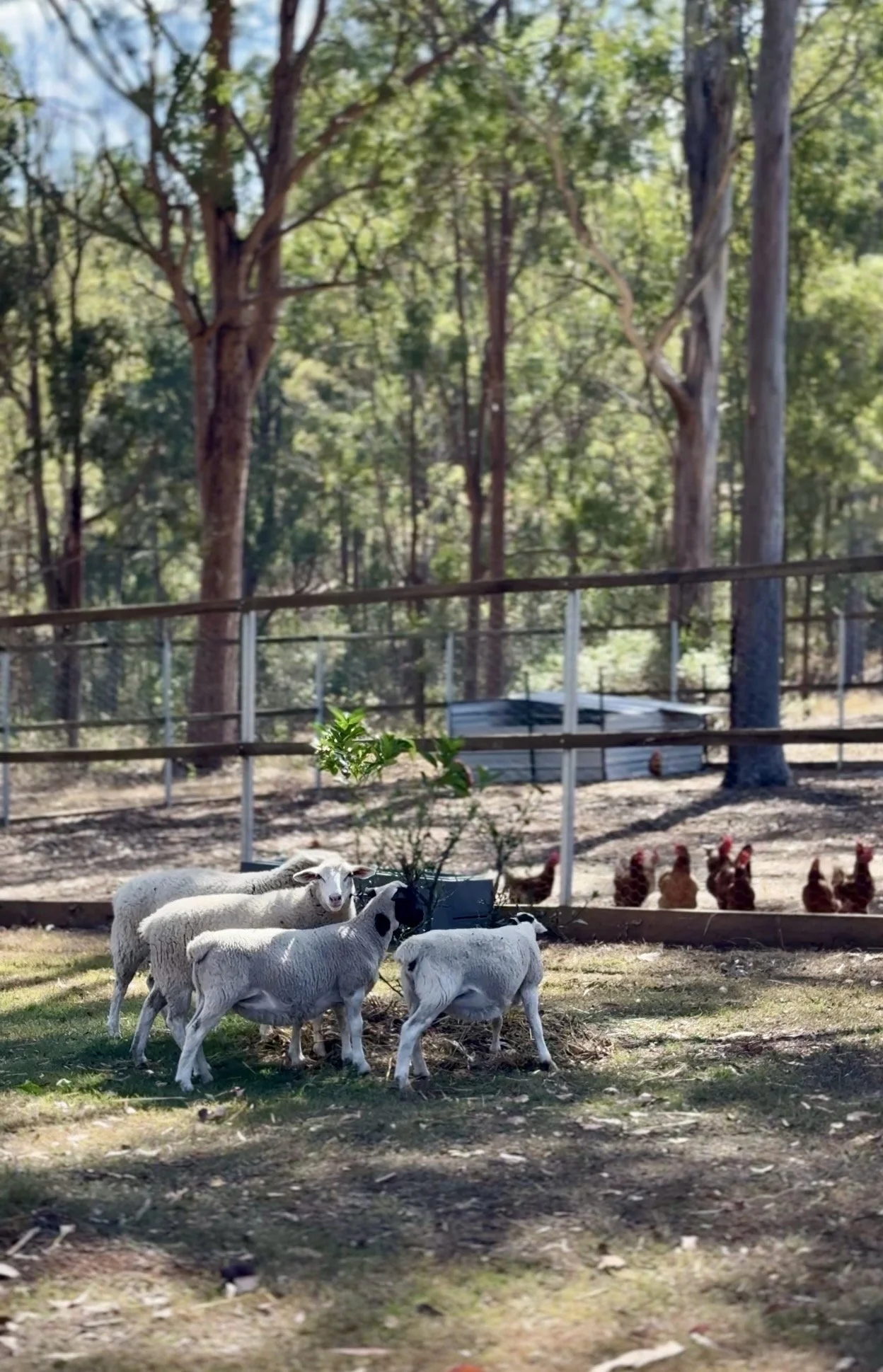 Friendly farm sheep roaming the grounds near our country cabins and Scenic Rim views.