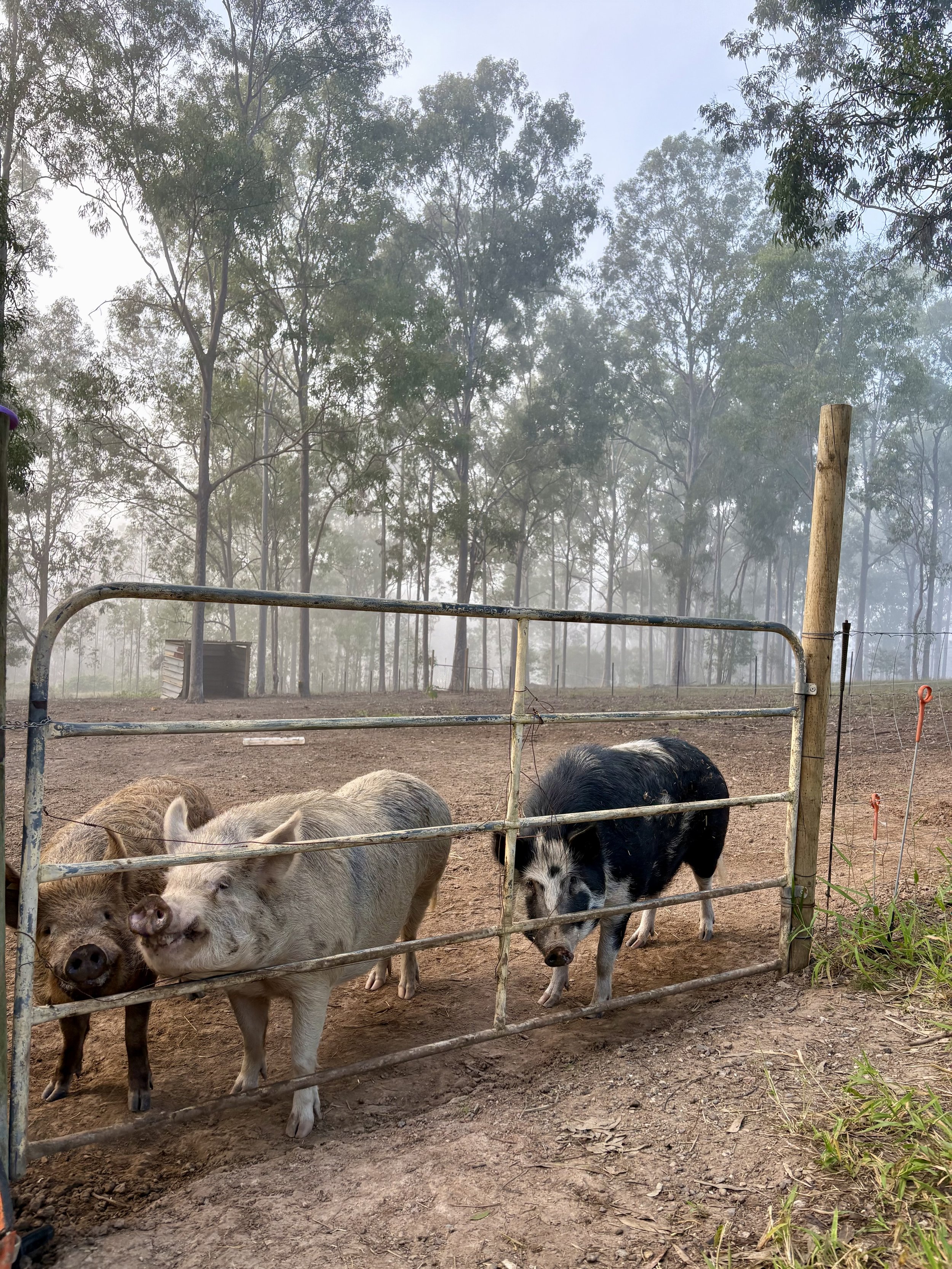 Meeting the farm animals: three cute pigs living at our Scenic Rim farmstay cabins.