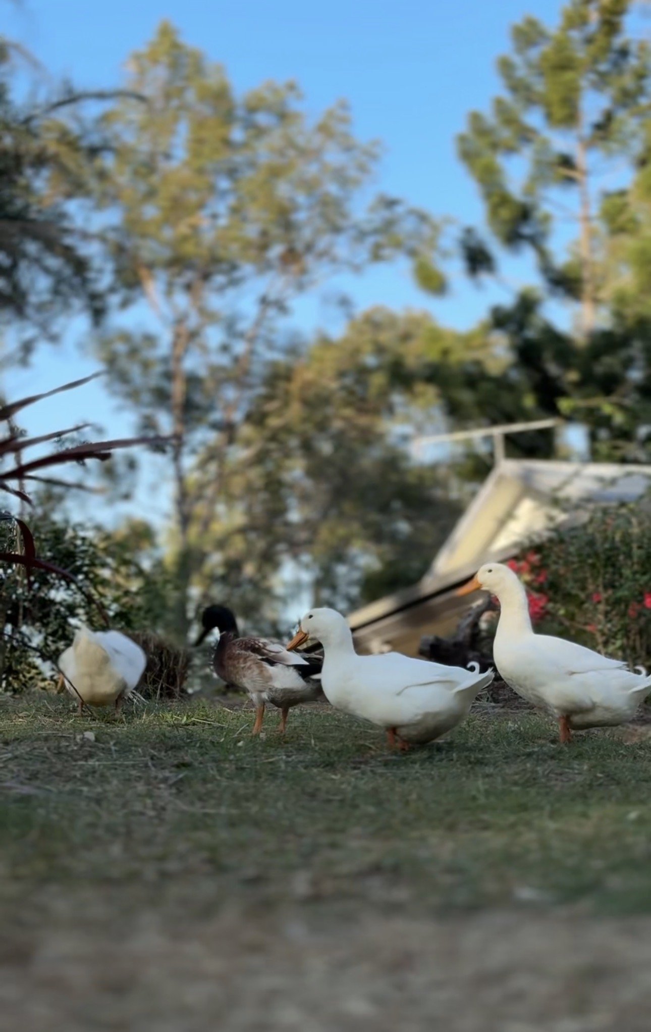Ducks outside the Homestead at Hope Farmstay.
