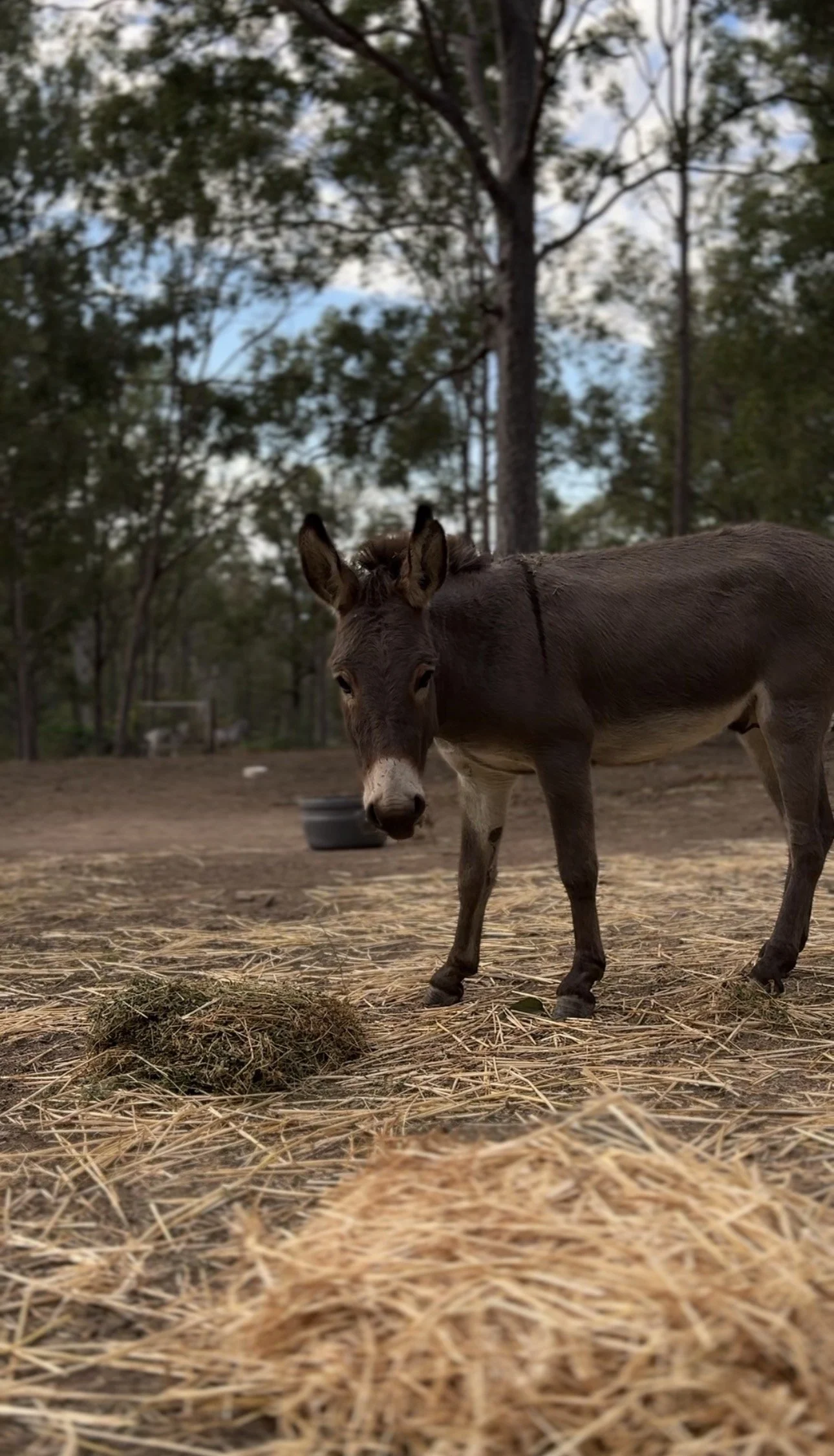Meeting the farm animals: a friendly donkey eating hay during a Scenic Rim farmstay getaway