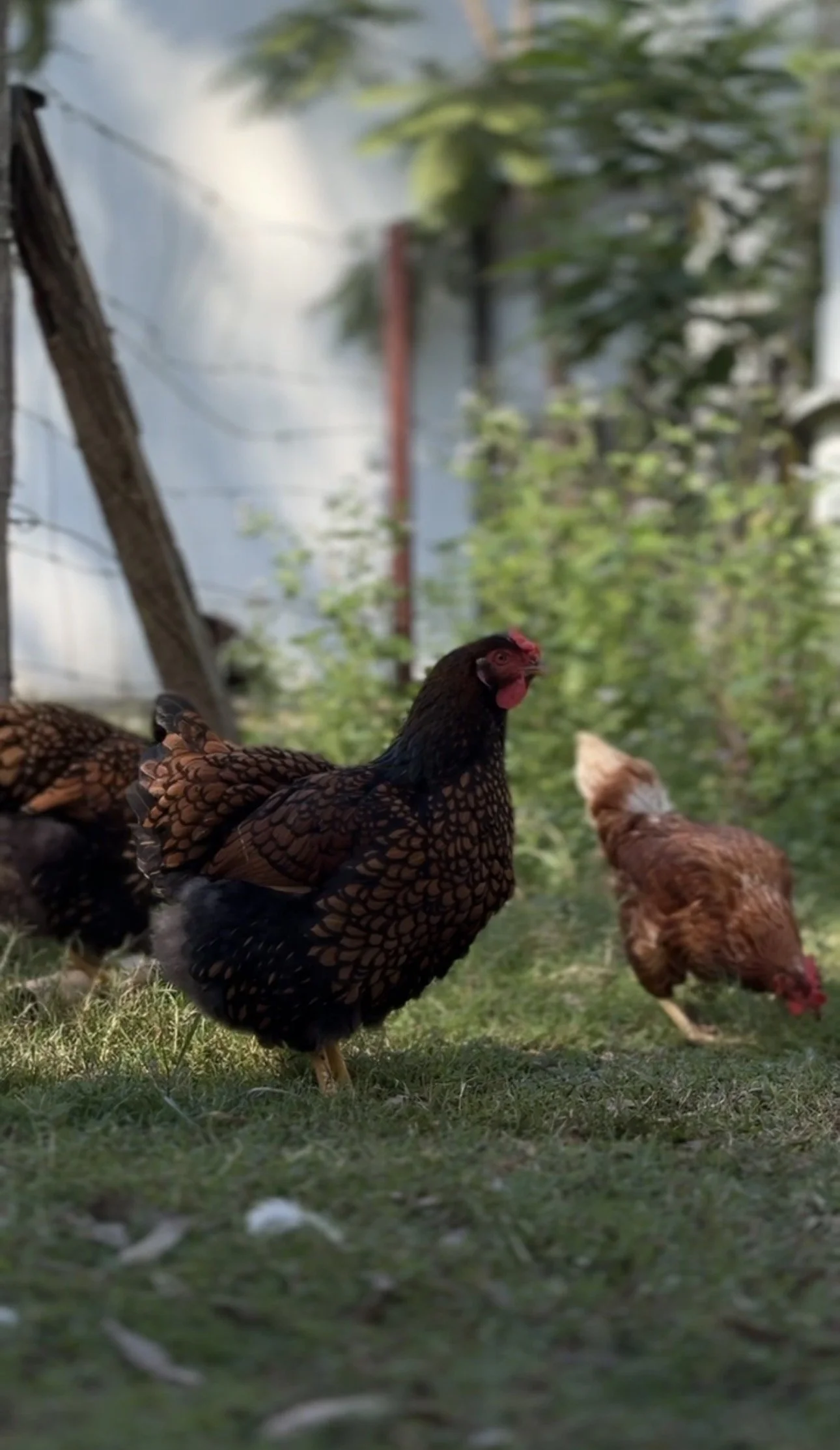 Friendly farm chickens roaming the grounds during a rural farmstay getaway near the Scenic Rim.