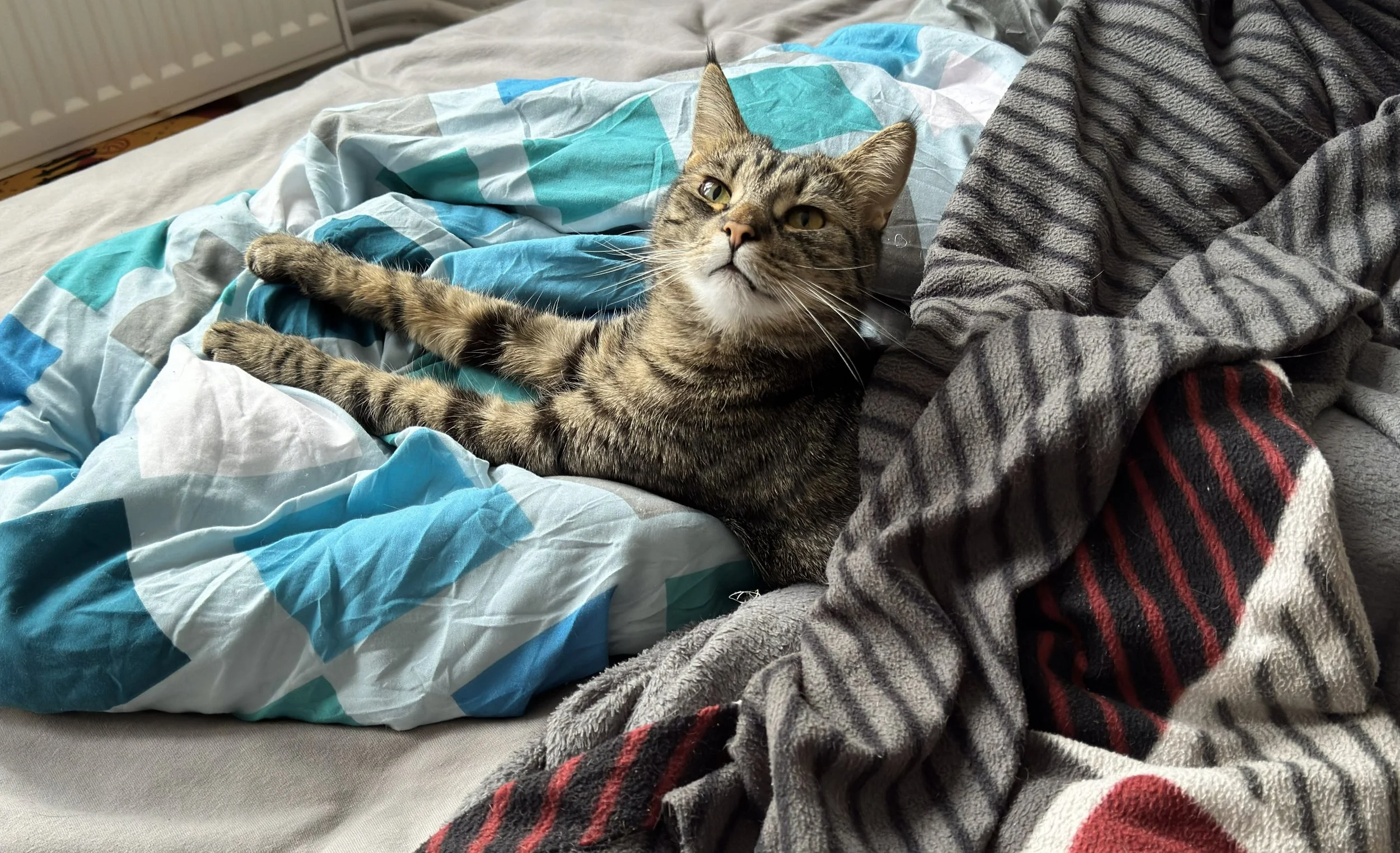 A tabby cat lying on a bed, partially covered by a blue and white blanket, with a gray and red striped blanket nearby.